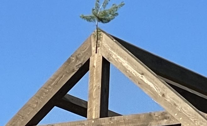 Traditional tree nailed to the highest beam to celebrate the completed raising of a post and beam barn frame.