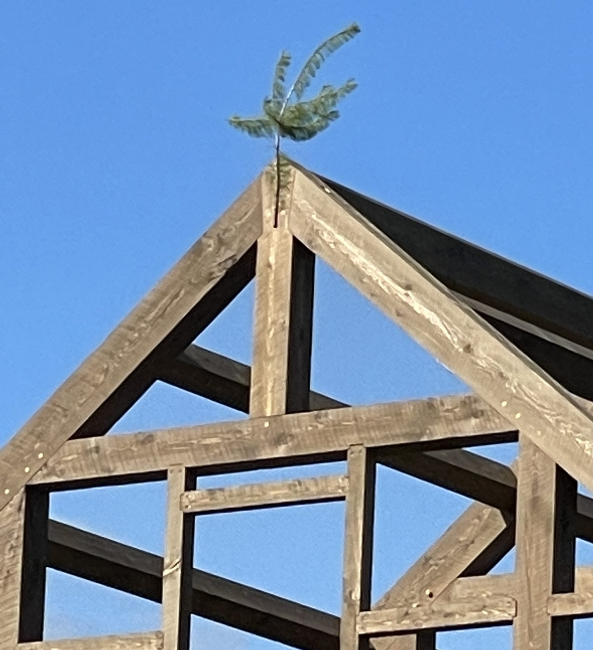 Tree on the top of a completed timber frame